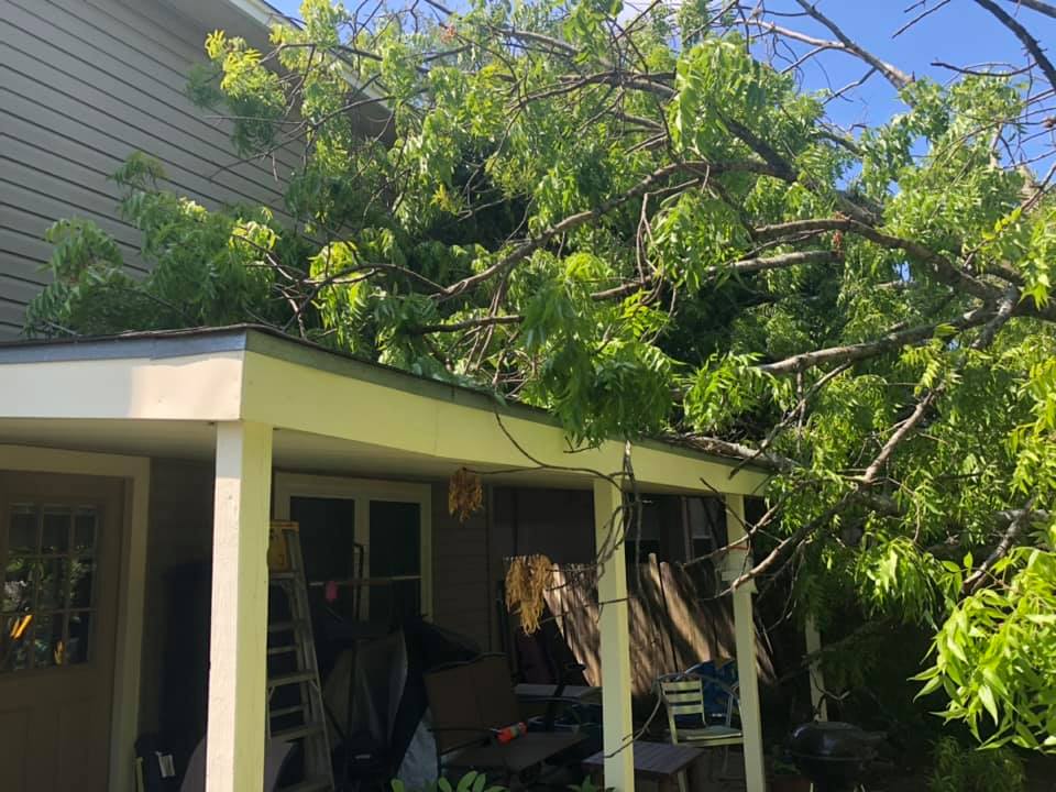 tree service Austin