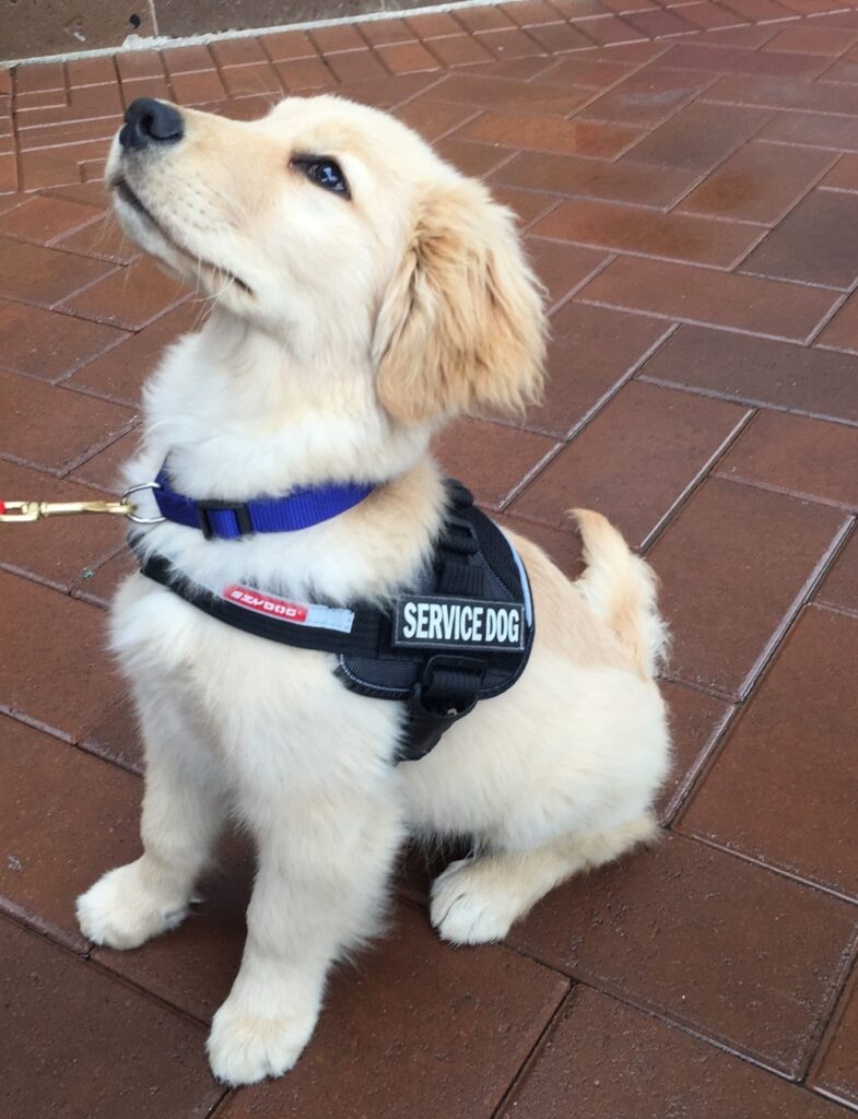 service dog training Sacramento CA