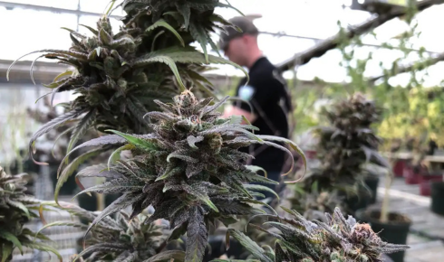 THCA flower