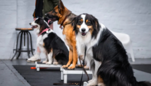 Urban dog training Phoenix AZ